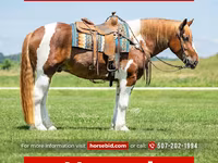 Horse (M), Pinto horses — photo 1