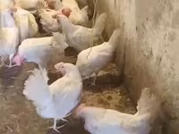 Chickens — Foto 6