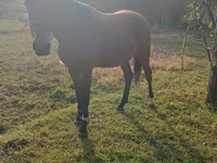 Horse (M), Anglo-Arabian — photo 2