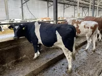Cow, Russian Black pied cattle — photo 4