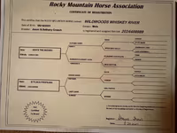 Caballo, Rocky Mountain Horse — foto 7