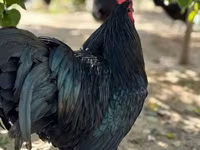 Australorp — photo 2