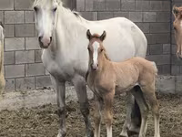 فرس, Mugalzhar horse — الصورة 1