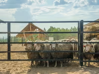 Carnero, Kuibyshev sheep — foto 1