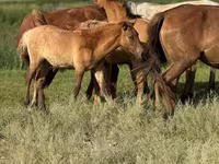 Caballo, Kazakh horse — foto 4