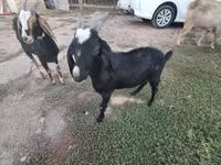 عنزة, Saanen goat — الصورة 6