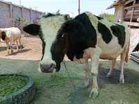 Vaca, Raza Holstein — foto 4