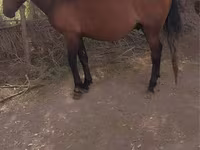 Caballo, Russian Don — foto 1