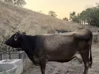 母牛, Cattle — 照片 4