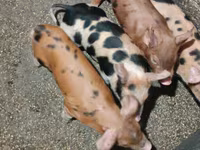Schweine (Partie, Geschlecht nicht angegeben), Дюрок — Foto 8