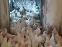 Chickens — Foto 2