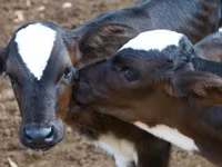 Cattle (batch, sex not specified), Kazakh White-headed cow — photo 1