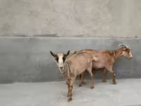 बकरी, Alpine goat — फ़ोटो 6