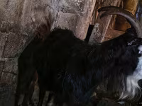 Goat, Kamori goats — photo 3