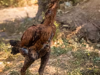 Gallo de pelea de fosa australiano — foto 1