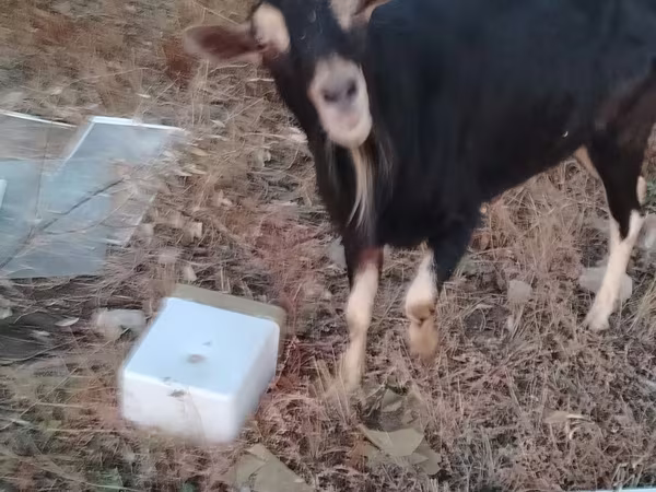 Ziegenbock, Alpine goat