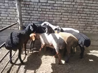 كبش, الأغنام — الصورة 5