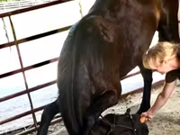 Caballo, Percheron — foto 2