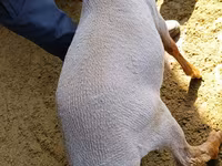 Ram, Kyrgyz Mountain merino sheep — photo 4