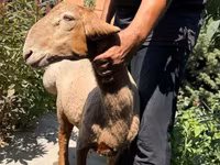 Schaf, Jaidara sheep — Foto 1