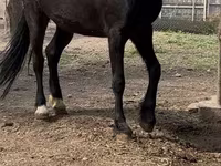 Mare, Orlov Trotter — photo 3