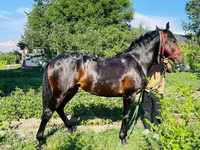 Horse (M), Swedish warmblood horse — photo 8
