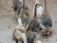 कुबान — फ़ोटो 3