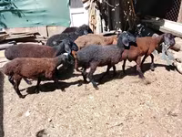 Widder, Arabi sheep — Foto 3