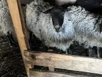 Schaf, Romanov sheep — Foto 3