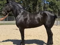 Stute, Percheron — Foto 1