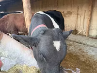 Cattle (batch, sex not specified), Russian Black pied cattle — photo 1
