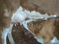 بقرة, الماشية — الصورة 2