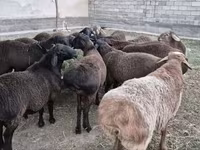 Widder, Hissar sheep — Foto 3