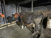 Kuh, Holstein-Rasse — Foto 2