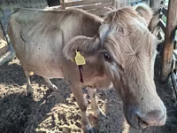 Kuh, Latvian Blue cattle — Foto 2