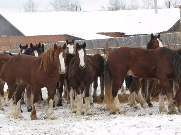 Caballo, Caballos