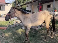 Caballo, Tiger horse — foto 6