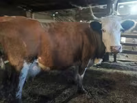 Kuh, Holstein-Rasse — Foto 7
