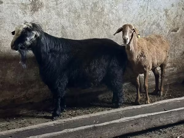 Cabro, Cabras