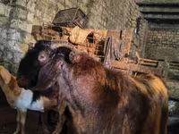 Billy Goat, Kamori goats — photo 1