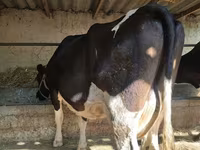 Vaca, Raza Holstein — foto 1