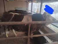 ثور, Simmental cattle — الصورة 1