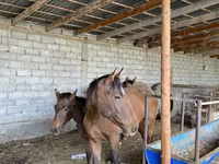 Yegua, Caballos — foto 1