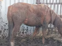 Yegua, Caballos — foto 2