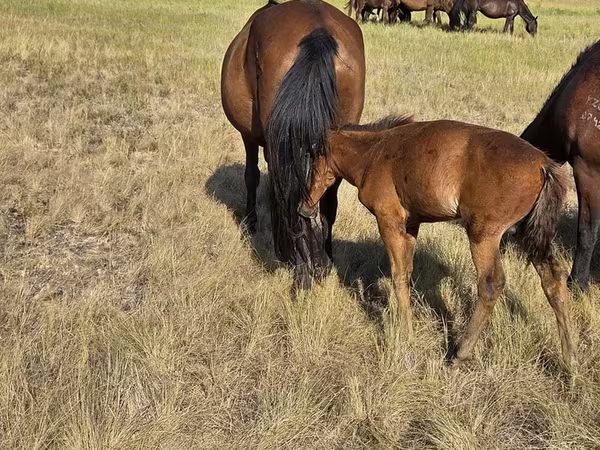 Yegua, Kazakh horse