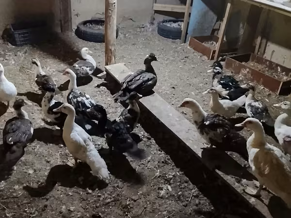 Domestic Muscovy