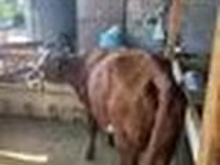 母牛, Latvian Blue cattle — 照片 8
