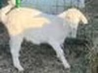 عنزة, Saanen goat — الصورة 7