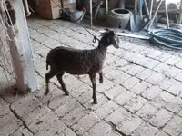 Ram, Arabi sheep — photo 3