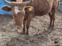 Kuh, Latvian Blue cattle — Foto 2